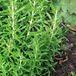 Sluis Garden Romarin (Rosmarinus officinalis)