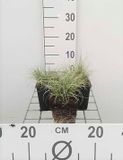 GRDplanten Zegge - Carex comans 'Frosted Curls'