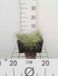 GRDplanten Zegge - Carex comans 'Frosted Curls'