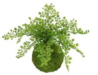 Kunstplant Vrouwenhaar op mosbal varenstruik bosvaren kunstplant kamerplant kantoorplant groene plant decoratieve bal kunstmos struiken decoratievacht varenplant