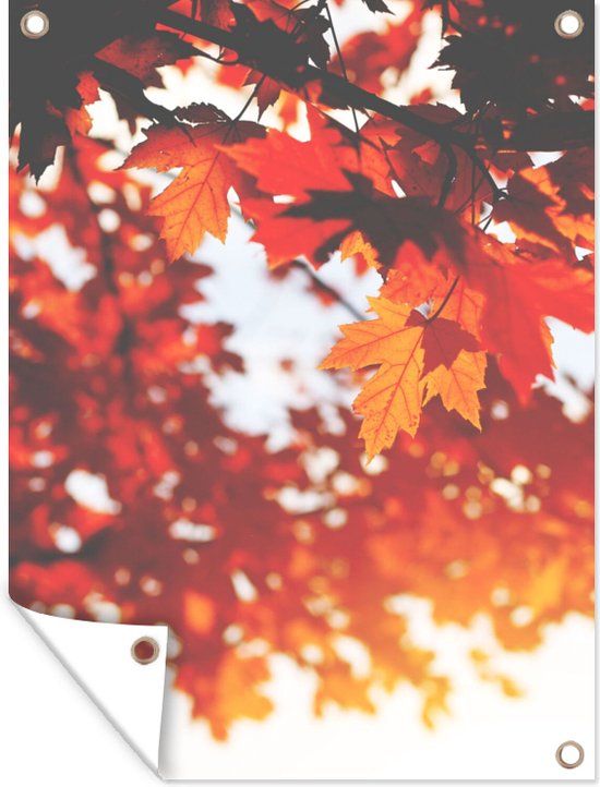 GreatGardenPosters Tuinposter Herfst Bladeren Oranje Tak 60x80 cm - Buitenposter