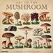 Willow Creek Press Art of the Mushroom 2027 12 X 12 Wall Calendar