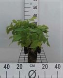 GRDplanten Elfenbloem 6x Epimedium rubrum | 9x9 cm pot