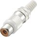 TRU COMPONENTS 719405 Cinch-connector Bus, recht Aantal polen: 2 Geel 1 stuk(s)