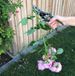 Sécateur pour rosiers