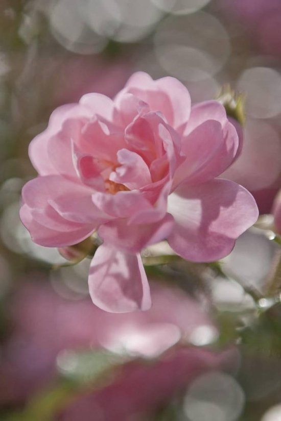 Komar Bouquet Fotobehang 184x254cm - Papier - Divers