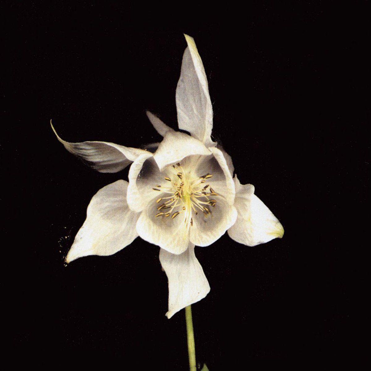 Konkurrent Fridge - Happiness