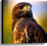 Merkloos / Sans marque Take your time Canvas - Poserende Roodstaartbuizerd Vogel - 60x60 cm Foto op Canvas Schilderij (Wanddecoratie op Canvas)