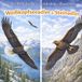 Weißkopfseeadler & Steinadler: Die Welt der Tiere entdecken - Band 21