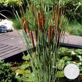 Bloomique - Typha Latifolia - Grote Lisdodde - Rietsigaar - Vijverplanten - Winterhard - Vijverzone 2-3 - Hoogte 15-25 cm - Pot 9 cm