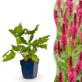 Plantenboetiek.nl | Persicaria amplexicaulis - Duizendknoop - Bijen en Vlinderlokkers - Rood - 6 Planten - Ø11cm - 15-25cm hoog - Tuinplant