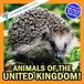 Animals of the United Kingdom: A My Incredible World Picture Book for Children