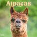 Avonside Alpaca Kalender 2027 Wandkalender