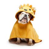 Barkbox Hoogwaardige absorberende hondenhanddoek - sneldrogende badjas met capuchon voor bad- en stranduitstapjes, luxe en zachte hondenbadjas/handdoek voor alle rassen, sneldrogende huisdierhanddoek