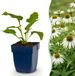 Green boutiQ Echinacea Alba - Zonnehoed - Wit