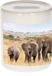 Bellatio Decorations Shoppartners Bv Dieren olifant foto spaarpot 9 cm jongens en meisjes - Cadeau spaarpotten olifanten kudde liefhebber