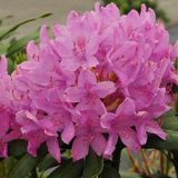 Arborix Rhododendron Rhododendron 'Roseum Elegans' - 40-50 cm in pot