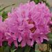 Arborix Rhododendron Rhododendron 'Roseum Elegans' - 40-50 cm in pot