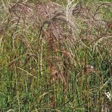 Arborix 6 x Miscanthus Sinensis 'Flamingo' - Scherpgroen pot 9 x 9 cm