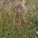 Arborix 6 x Miscanthus Sinensis 'Flamingo' - Scherpgroen pot 9 x 9 cm