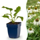 Green boutiQ Echinacea purp. Alba - Zonnehoed - Wit - 1 Plant