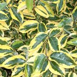 Arborix Elaeagnus Olijfwilg 'Gilt Edge' 30-40 cm