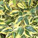 Arborix Elaeagnus Olijfwilg 'Gilt Edge' 30-40 cm