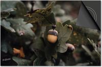 Dietrix Inductie Beschermer 60x60 - Herfst Bladeren en Eikeltjes