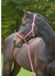 Covalliero Halster Hippo Bordeaux/Beige Full