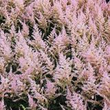 Arborix Astilbe 6 x Astilbe Simplicifolia 'Hennie Graafland' - Astilbe pot 9x9 cm