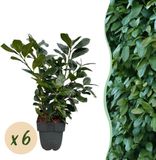 Plantenboetiek.nl Prunus laurocerasus Etna Groene Bladstruik 6 Stuks 40-50cm Hoog