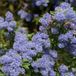Ceanothus 'Concha' - sering 30-40 cm in pot