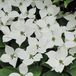 Arborix BV Cornus Kousa Chinensis - Kornoelje 50-60 cm in pot
