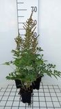 GRDplanten Prachtspirea 6x Astilbe 'Amethyst' Pot 9x9 cm