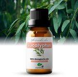 Zenful Eucalyptus olie - 100% Puur - Biologisch - Etherische olie - Natuurlijk - Bad - Sauna - Diffuser - Aromatherapie - 10 ml