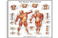 3B Scientific VR1118UU Menselijke anatomie - kaart van het menselijk spierstelsel, papieren versie 4006652