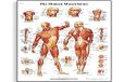 3B Scientific VR1118UU Menselijke anatomie - kaart van het menselijk spierstelsel, papieren versie 4006652