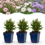 Green boutiQ - Aster Tricolour - Zee Aster - 24 Planten - Paars/Roze/Wit