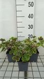 GRDplanten Groendecor Tuinarchitectuur 6x Schuimklokje - Heucherella hybr. 'Solar Power' | 9x9 cm pot