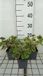 GRDplanten Groendecor Tuinarchitectuur 6x Schuimklokje - Heucherella hybr. 'Solar Power' | 9x9 cm pot