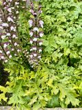 GRDplanten Groendecor Tuinarchitectuur 6x Stekelige berenklauw - Acanthus mollis | 9x9 cm pot