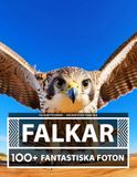 Falkar Fotobok - Vacker Stor Samling: 100+ Fantastiska Bilder - För Barn Och Vuxna