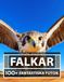Falkar Fotobok - Vacker Stor Samling: 100+ Fantastiska Bilder - För Barn Och Vuxna
