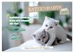 Katzenbabys Calvendo Katzenbabys - Klein, frech und coole Sprüche (Wandkalender 2027 DIN A3 quer)