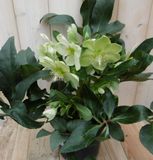 Warentuin Natuurlijk Kerstroos wit groot