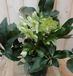 Warentuin Natuurlijk Kerstroos wit groot