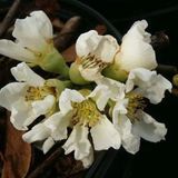 Arborix Chaenomeles Speciosa 'Nivalis' - Dwergkwee - 30-40 cm in pot