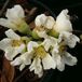 Arborix Chaenomeles Speciosa 'Nivalis' - Dwergkwee - 30-40 cm in pot