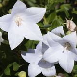 Arborix Platycodon Grandiflorus 'Fuji White' - Ballonklokje pot 9x9cm, witbloeiend en langbloeiend