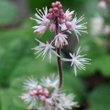 Arborix Tiarella Cordifolia 'Oakleaf' 6 x Pot 9x9cm